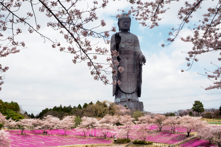 A view of the Ushiku Daibutsu overlooking the garden area coated in pink during the middle of cherry blossom season.