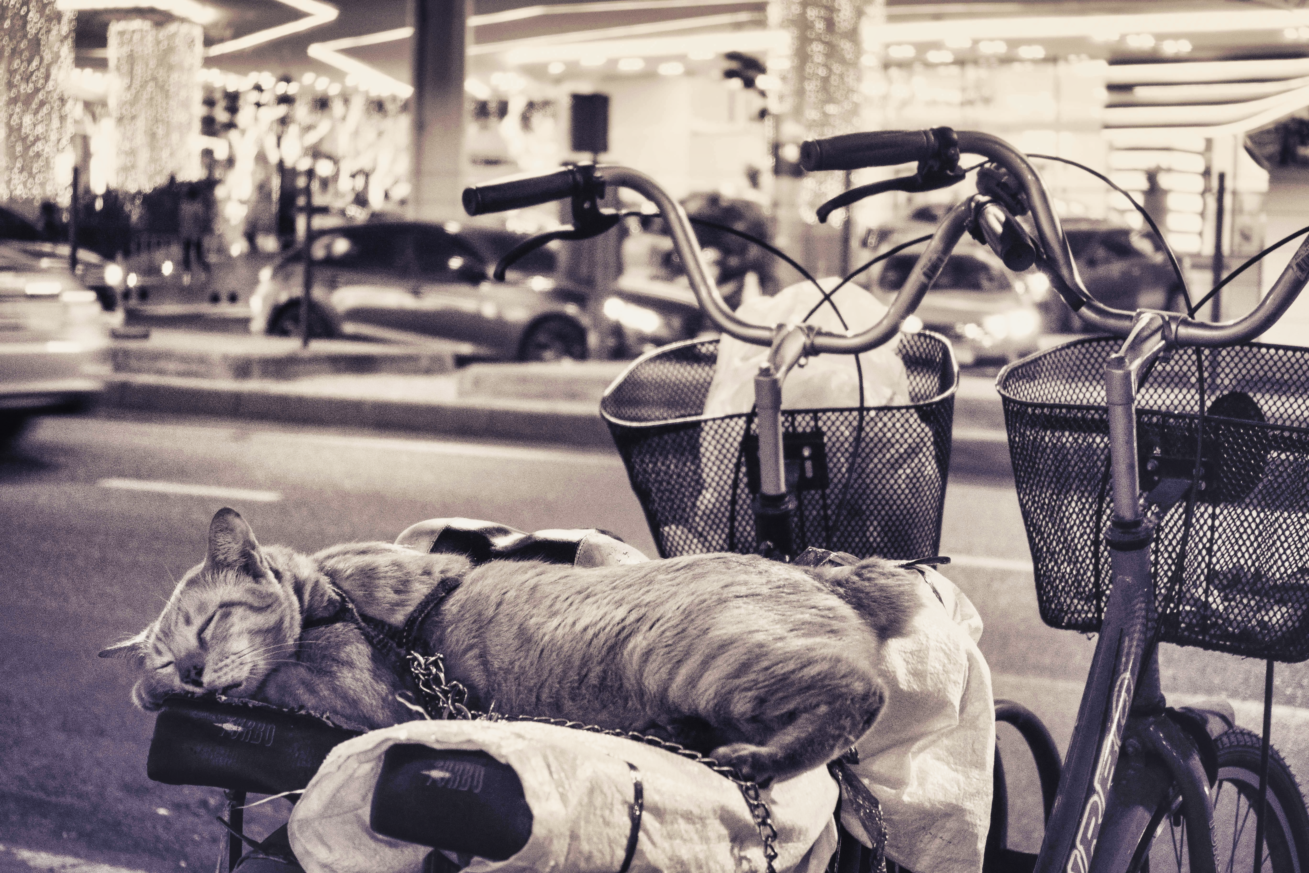 A Cat sleeping on the seats of two Mamachari bikes on a sidewalk.